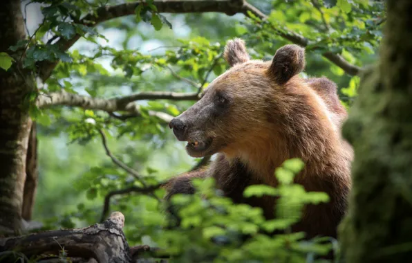 Forest, face, bear, profile, Alexander Perov