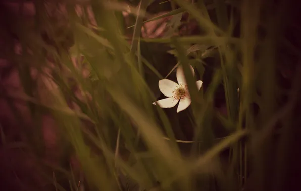 Picture flower, grass, petals