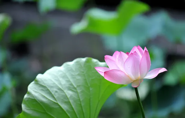 Leaves, macro, petals, Lily, green, pink