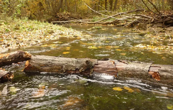 Autumn, nature, River, log