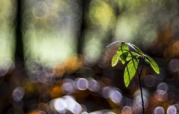 Leaves, glare, background, Rostock, branch