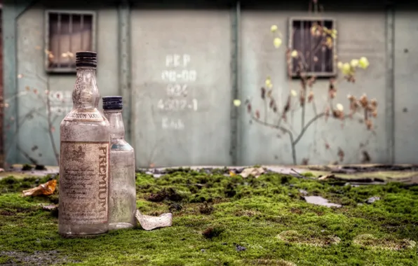 Background, moss, bottle