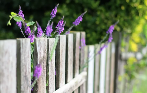 Summer, flowers, the fence