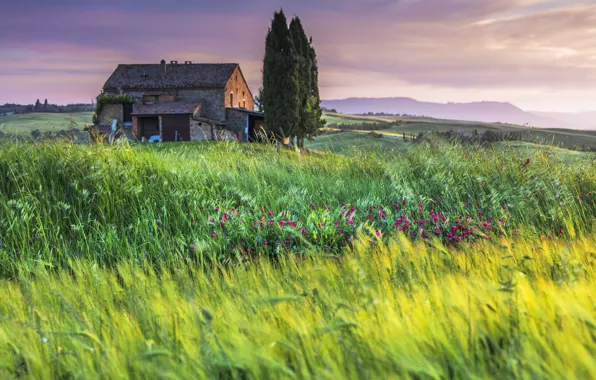 Field, grass, Italy, house, Tuscany