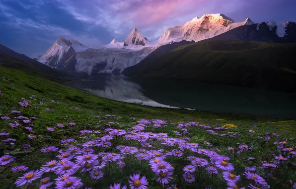 Field, clouds, snow, flowers, mountains, tops, slope, meadow