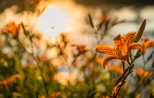 Flower, light, Lily, orange, bokeh, daylilies