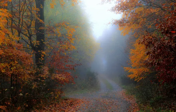 Autumn, forest, trees, branches, fog, Park, trunks, foliage