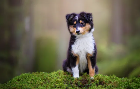 Picture look, nature, green, background, moss, dog, baby, puppy