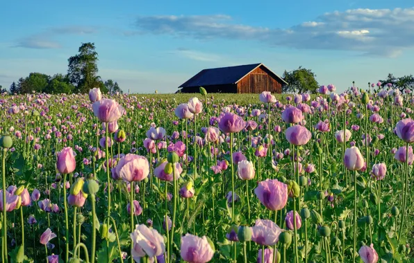 The sky, flowers, house, Maki, house, pink, plantation, poppy field