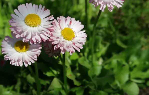 Macro, flowers, flowers, macro, daisies, Daisy