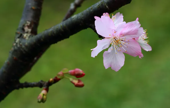 Picture flower, nature, tree, branch, spring, buds