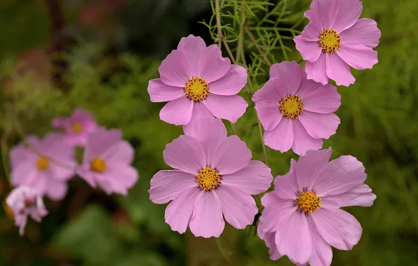 Space, macro, kosmeya