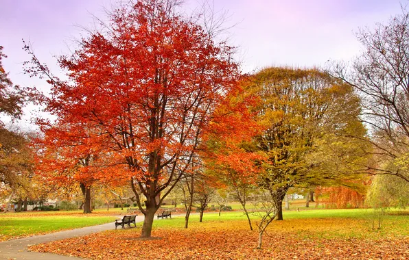 Picture autumn, the sky, trees, Park, track, bench
