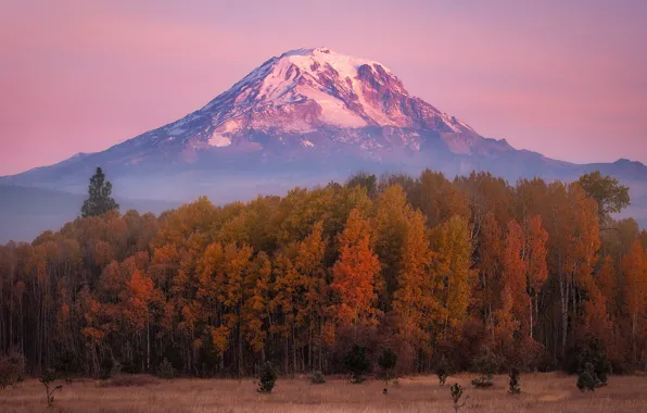 Picture autumn, forest, mountain, Mount Adams