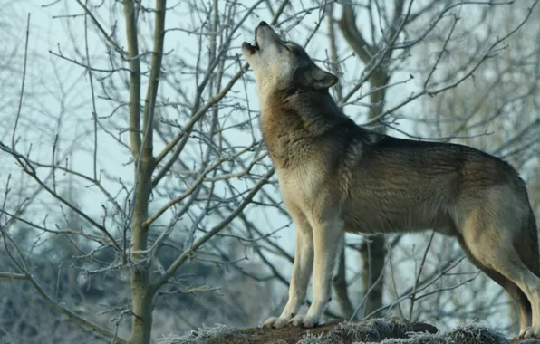 Nature, predator, animal, wolf, wildlife, howling, Canis lupus, portrait.