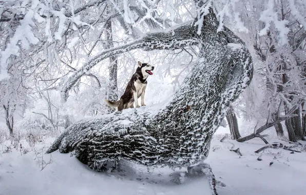 Winter, forest, snow, trees, nature, dog, husky