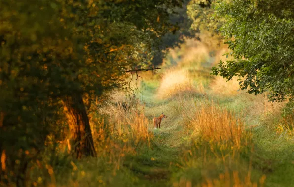 Picture road, greens, forest, summer, grass, light, trees, nature