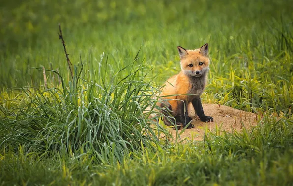 Grass, look, glade, baby, Fox, cub, Fox, Fox