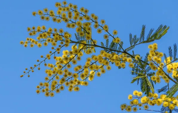 The sky, spring, Mimosa