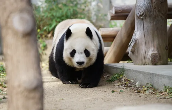 Look, face, nature, pose, bear, Panda, walk, zoo