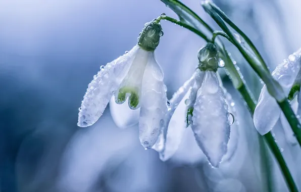 Drops, macro, spring, petals, snowdrops, bokeh