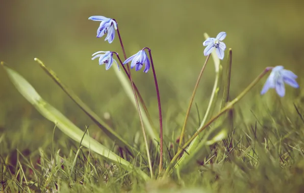 Picture grass, macro, nature, spring, primrose, snowdrop, Scilla