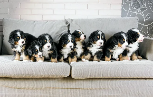 Dogs, sofa, puppies, a lot, Bernese mountain dog