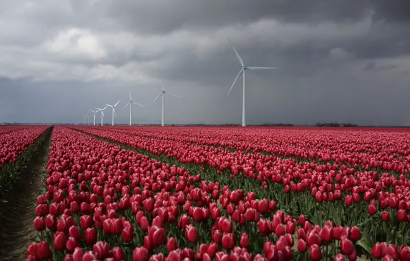 Field, the sky, clouds, flowers, clouds, spring, tulips, red