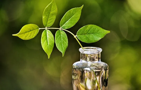 Picture glass, leaves, branches, green, glare, vase