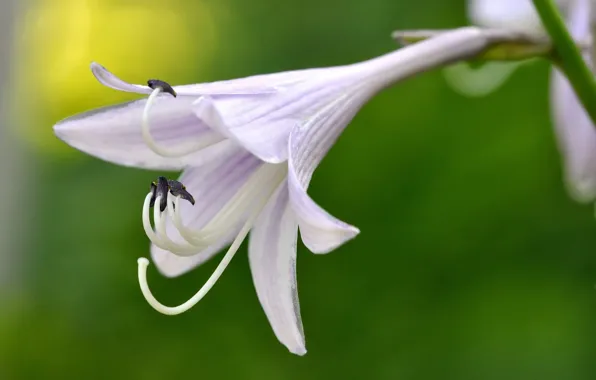 Flower, green background, Mako