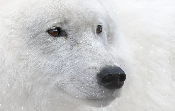Picture look, snow, animal, brown eyes, white wolf