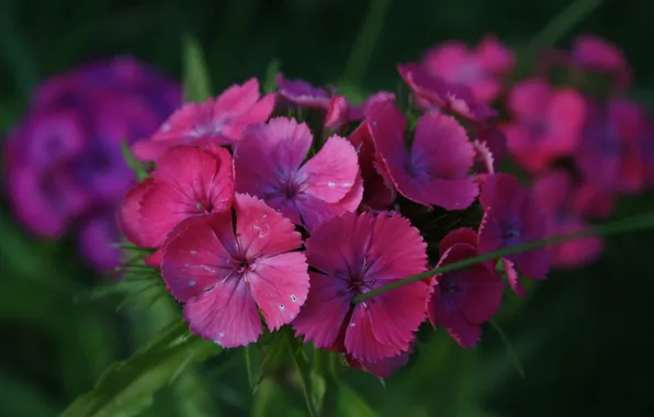 Picture flowers, purple, clove