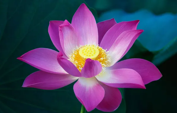 Flowers, pink, Lotus