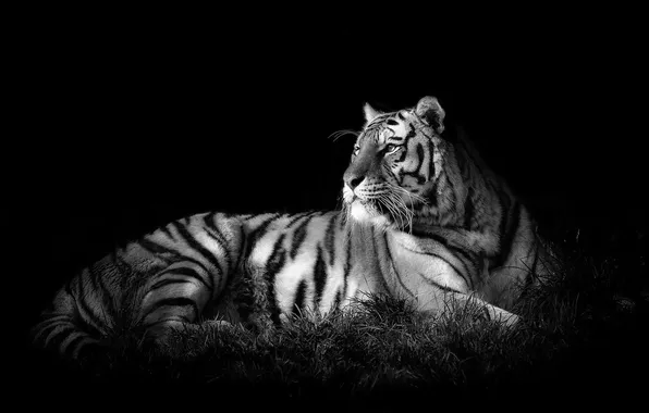 Cat, tiger, predator