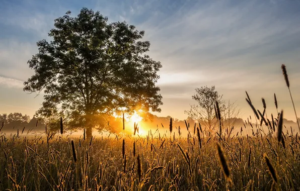 Field, light, trees, morning