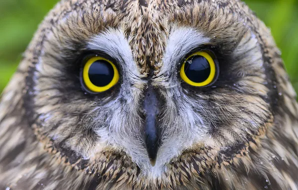 Bird, eyes, predator, look, owl