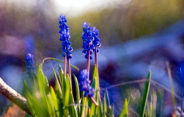 Flowers, nature, Muscari