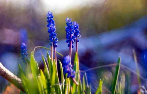 Picture flowers, nature, Muscari