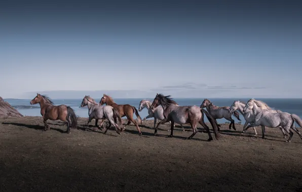 Nature, horses, the herd
