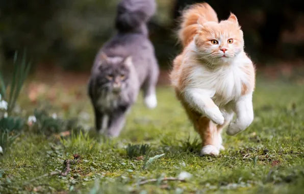 Cat, grass, cat, cats, nature, pose, grey, glade