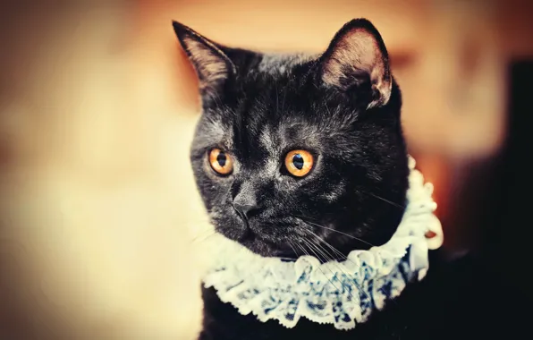 Eyes, cat, necklace