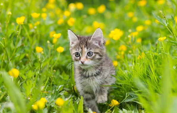 Greens, cat, summer, grass, look, pose, kitty, grey