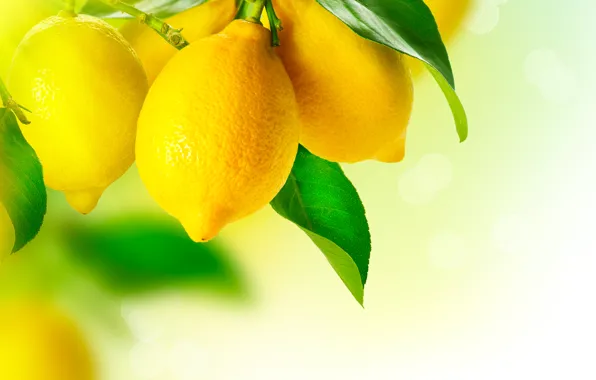 Lemon, yellow, fruit, plant