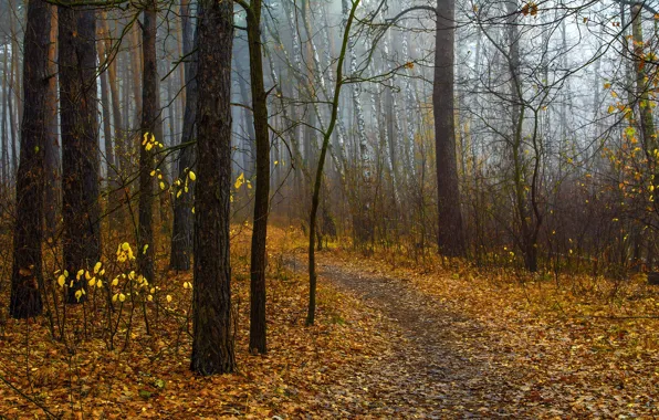 Autumn, forest, leaves, trees, branches, fog, Park, foliage