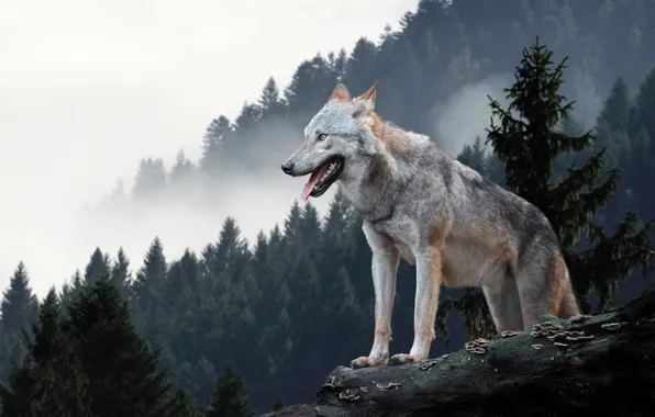 Picture forest, language, the sky, look, mountains, grey, wolf, ate