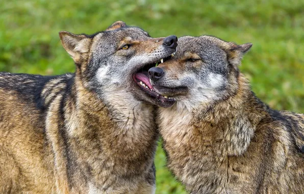 Nature, predator, animal, wolf, wildlife, portrait, portrait., Canis lupus. face