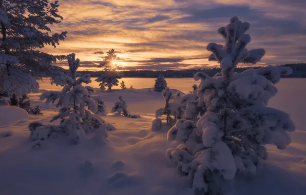 Winter, snow, trees, sunset, Norway, the snow, Norway