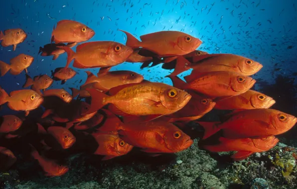 Sea, underwater world, blue background, orange fish