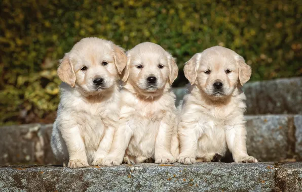 Dogs, background, puppies, puppy, stage, white, kids, trio