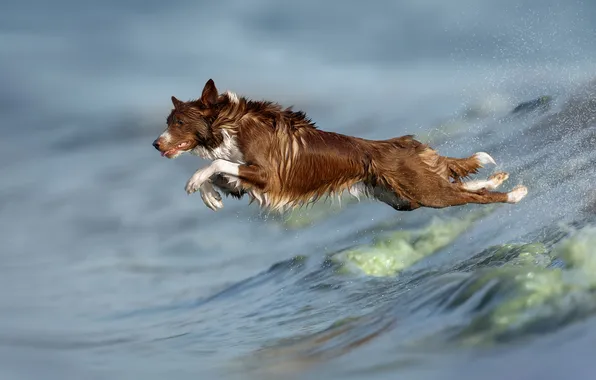 Picture dog, in flight, Svetlana Pisareva